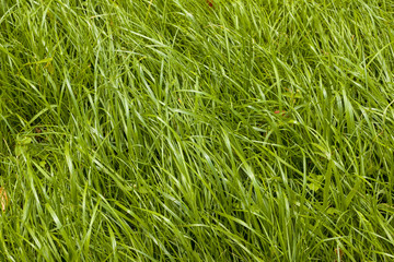 uncut grass background