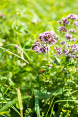 Wild flowers closeup. Alpine meadows in the mountains