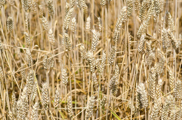 Fototapeta premium wheat field stretches as far as the eye can see, the ears swaying under the caress of the wind like a golden sea. The sunlight illuminates each ear, and fertile land is promises of abundance and food.