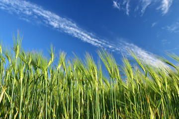 Green wheat field agriculture crop in spring