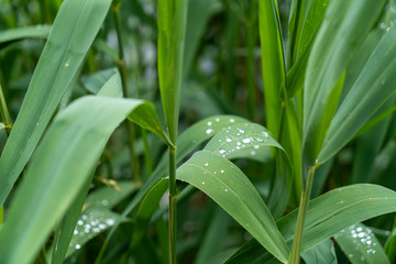 Fototapeta premium Pfrunger Ried bei Ostrach