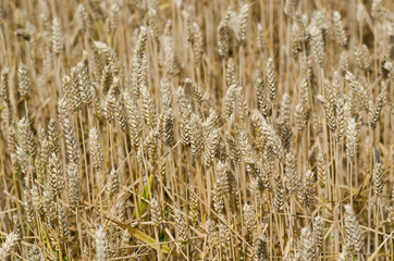 wheat field stretches as far as the eye can see, the ears swaying under the caress of the wind like a golden sea. The sunlight illuminates each ear, and fertile land is promises of abundance and food.