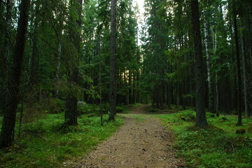 A footpath stretching into the distance in the coniferous spruce forest in summer
