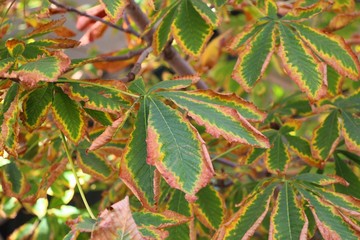 Chestnut leaves in the fall in public park. The center is still green, and the edges are already faded. Nature, autumn, background, trees and plants concept.