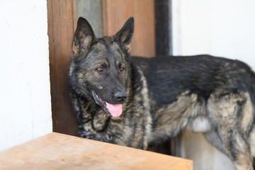 German shepherd standing and looking straight in the camera.