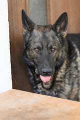 German shepherd standing and looking straight in the camera.
