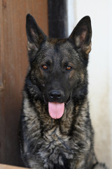 German shepherd standing and looking straight in the camera.
