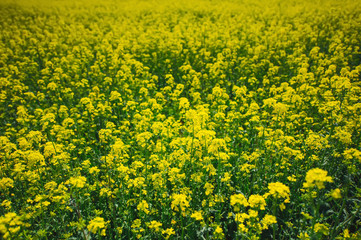 Blooming colza flowers in a colza field in Belarus.