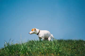 Cute Jack Russell Terrier dog doing his toilet, pooping in grass against the background of the blue sky.