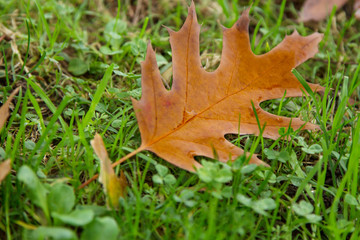 fallen autumn leaves on the grass, autumn concept