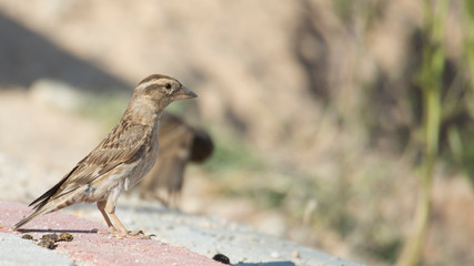 Kaya serçesi, Rock Sparrow, Petronia petronia