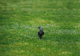 Black crow standing on grass field.