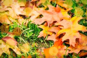 fallen autumn leaves on the grass, autumn concept