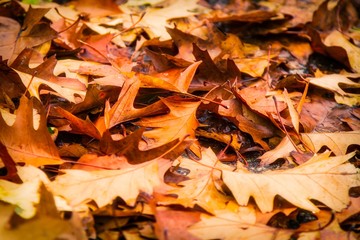 fallen autumn leaves on the grass, autumn concept