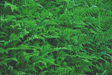 Green background of fern, a lot of leaves look one way, an interesting natural pattern