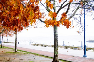 trees with yellow and orange leaves in autumn
