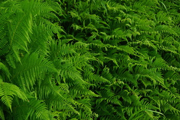 Green background of fern, a lot of leaves look in one direction, the size changes