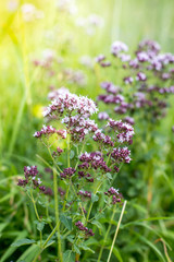 Wild purple flowers close up. Alpine meadows in the mountains