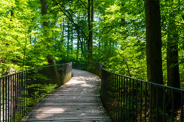 A wooden pathway leading hikers through the underwood of a healthy forest. Felsenmeer Hemer