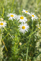 Fototapeta premium Wild chamomile in a field on a sunny summer day