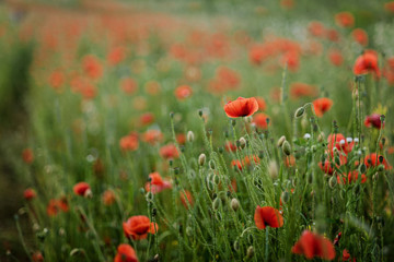 Poppy flowers field nature spring background. Blooming Poppies memory symbol. Armistice or Remembrance day background