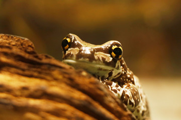 The Mission golden-eyed tree frog or Amazon milk frog