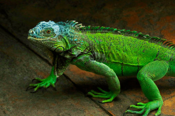 chinese water dragon lizard