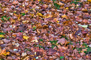dark rotting foliage