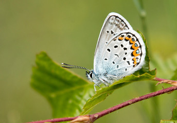 The common blue butterfly macro