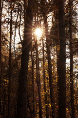 Sonne scheint durch Wald im Herbst