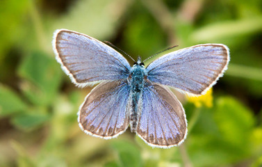 The common blue butterfly macro