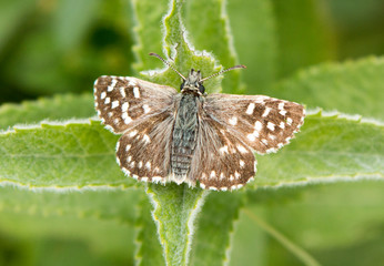 Grizzled skipper sitting on plant