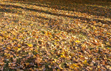 Obraz premium The fallen maple leaves