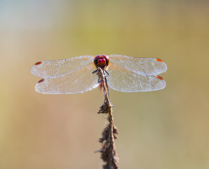 DRAGONFLY Sympetrum sanguineum