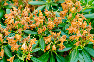 Faded Rhododendron Bush. Studio Photo