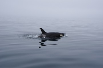 Fototapeta premium Orca with smooth sea, Shiretoko in Hokkaido, Japan シャチと知床の海 羅臼北海道