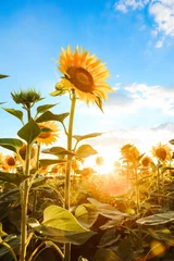 Foto op Aluminium veld met zonnebloemen tegen de blauwe lucht © prohor08
