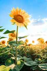 Fotobehang field with sunflowers against the blue sky © prohor08