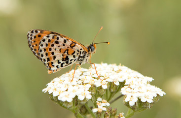 Glanville Fritillary butterfly macro photography
