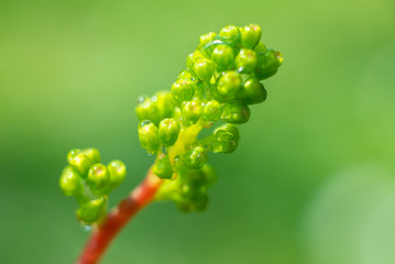 Green young vine grapes with the water drops in the hungarian vineyard