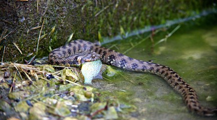 Festin de couleuvre