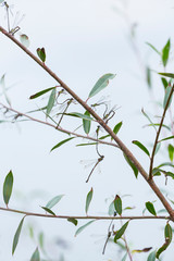 DRAGONFLY Lestes viridis