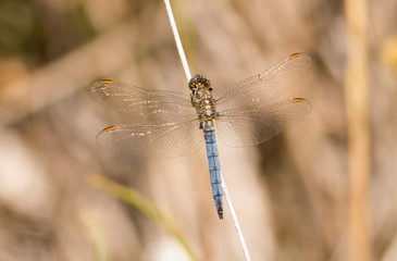 Keeled skimmer dragonfly sitting on grass