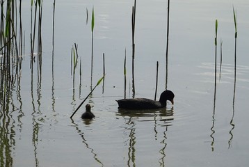 mama und baby ente im see