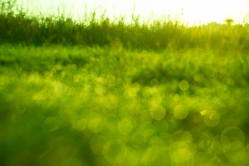 Fototapeta na wymiar background of dew drops on bright green grass, defocused