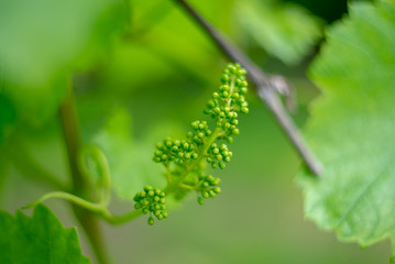 Young grape vine and leaves of grapes in the spring. Vine grape growth. Unripe grapes crop. © markborbely