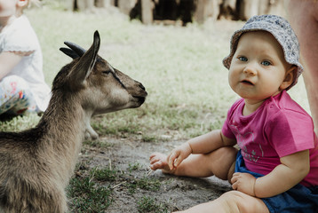 close up on young baby silk chicken