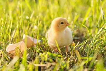 Newborn chicken with eggshell, green grass background in sunlight