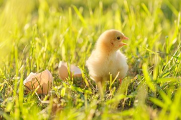 Newborn chicken with eggshell, green grass background in sunlight