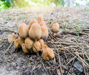 Family of inedible mushrooms in the park